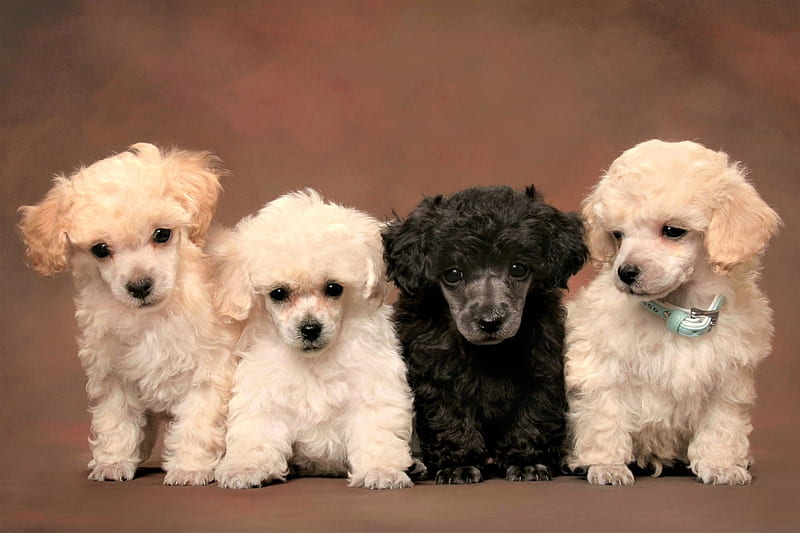 Poodle Puppies, Poodle, ANimal, dog, Puppies, HD wallpaper