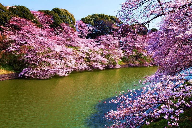 Cherry Blossoms in Japan, sakura, japanese, spring, cherry blossom, japan, tokyo, flowers, nature, river, pink, HD wallpaper