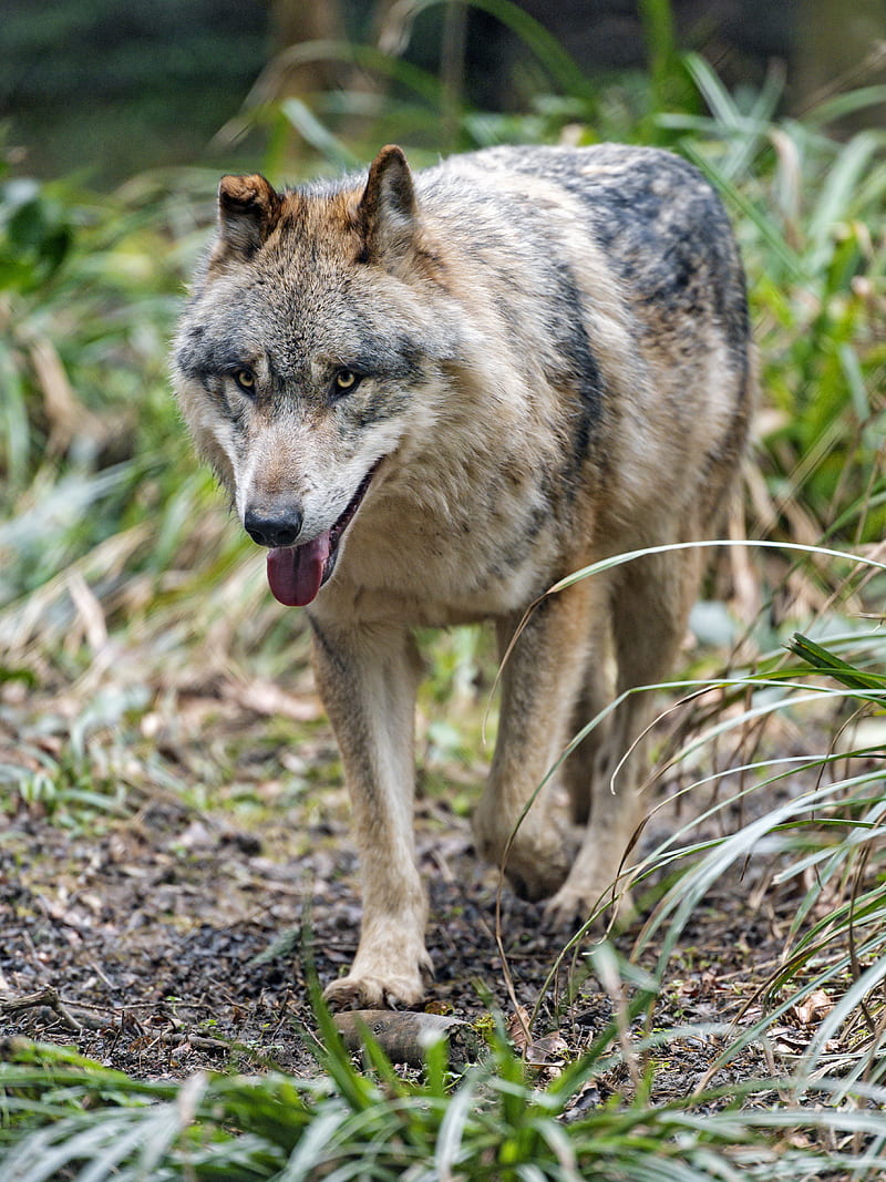 Wolf, protruding tongue, predator, muzzle, HD phone wallpaper | Peakpx