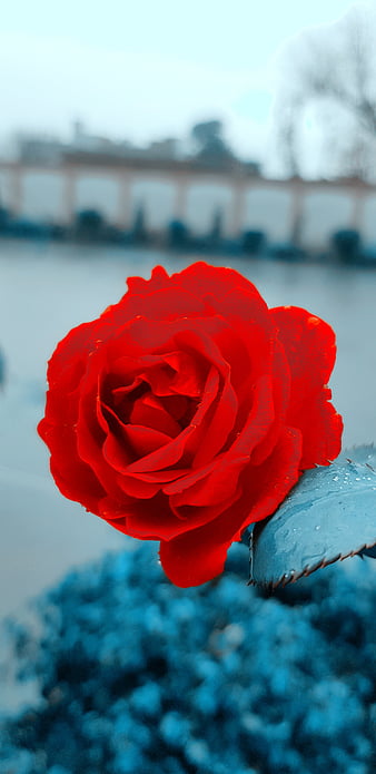 Rose flower, love, love nature, nature, HD phone wallpaper | Peakpx