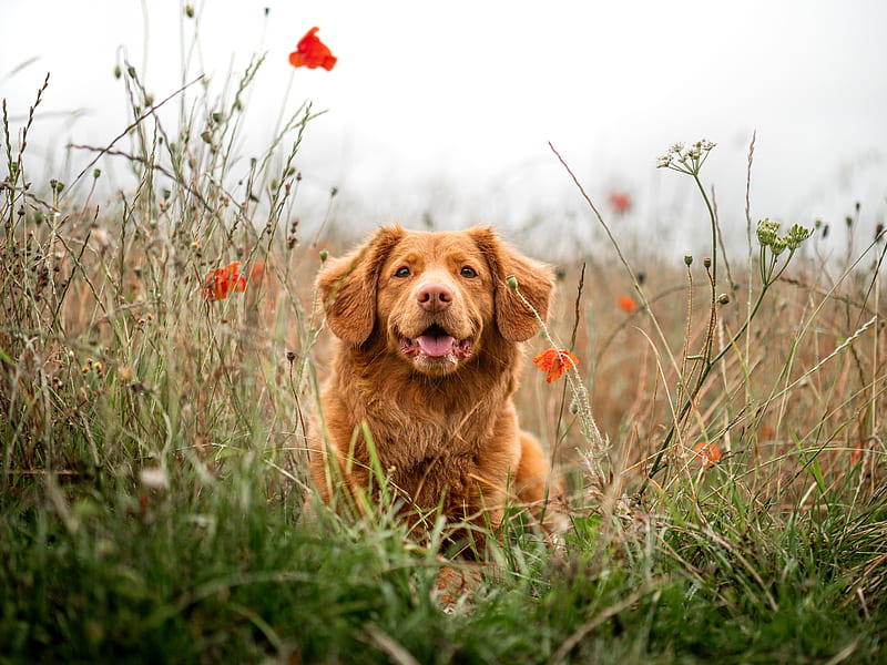 retriever, dog, protruding tongue, pet, flowers, HD wallpaper