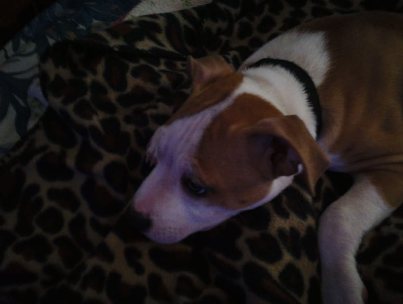 Lucky laying on a cheetah print blanket, pitbull, animal, puppy, dog, HD wallpaper