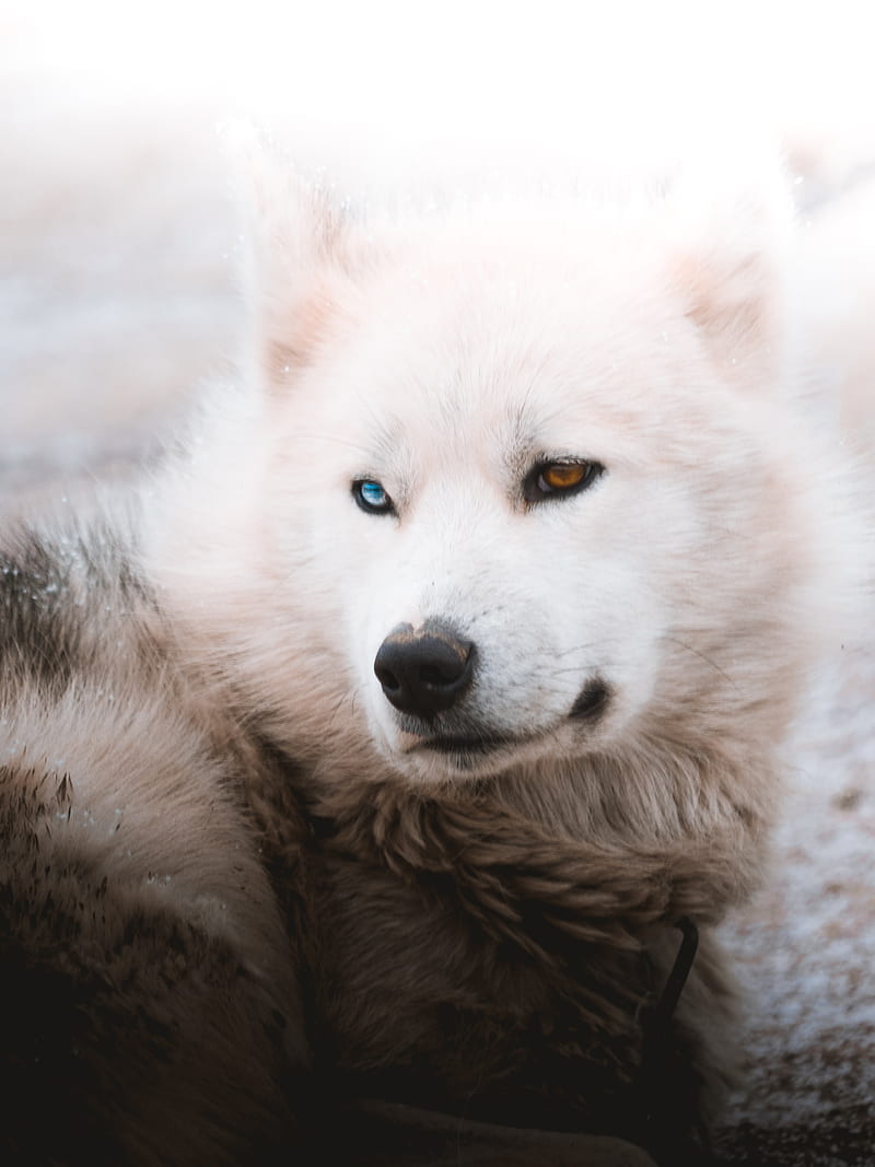 husky, dog, pet, white, furry, HD phone wallpaper