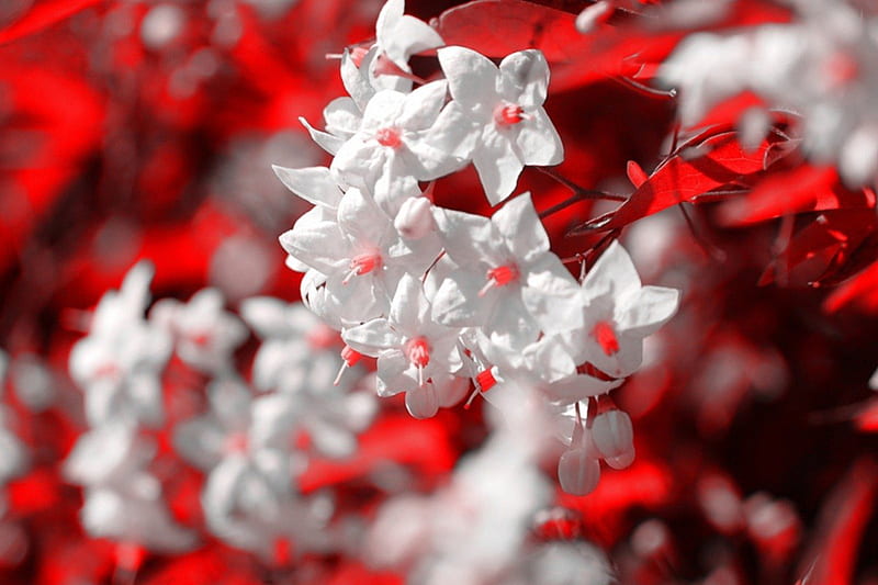 Red and white, flower, red, flowers, white, HD wallpaper