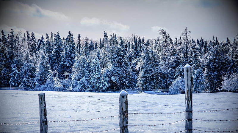 forest in winter, barbwire, forest, ice, field, winter, HD wallpaper