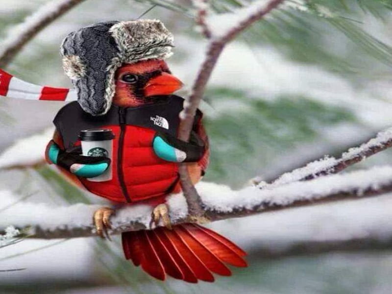 Where the H*ll is Spring, humor, birds, funny, animals, winter, cardinal, HD wallpaper