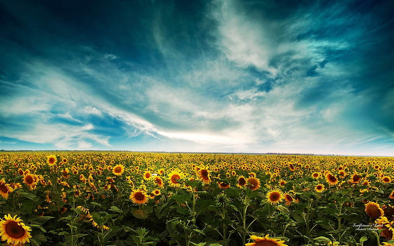 sunflowers-Dreamy and Fantasy, HD wallpaper