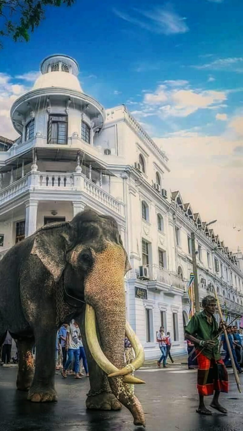 Sri lanka raja, animals, art, elephant, sri lanka, yonder, HD phone wallpaper