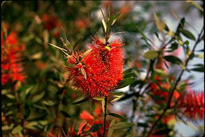 BOTTLE BRUSH, red, leaves, brush, plant, HD wallpaper