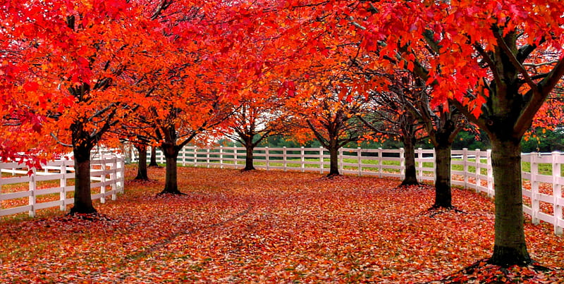 Carpet of Leaves, fence, red, pretty, colorful, autumn, autumn leaves, bonito, leaves, splendor, pathway, path, autumn splendor, beauty, lovely, view, red autumn, white picket fence, trees, tree, autumn colors, peaceful, nature, red leaves, landscape, HD wallpaper
