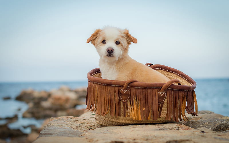 Norfolk Terrier Dog, basket, funny dog, pets, dogs, Norfolk Terrier, HD wallpaper