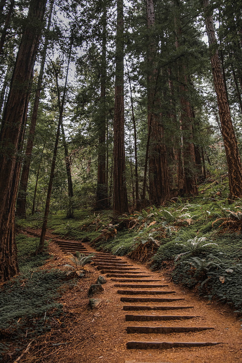 forest, trees, stairs, climb, nature, HD phone wallpaper