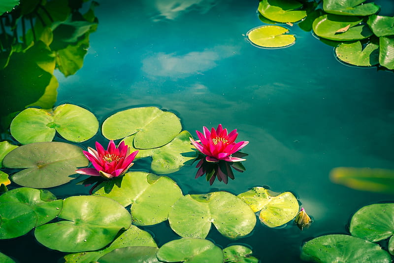 Lotuses, lotus, water, green, water lily, flower, pink, lake, blue, HD wallpaper