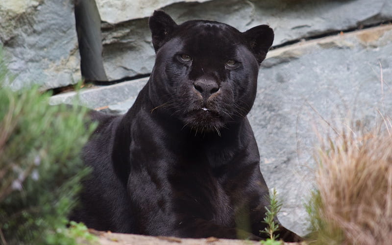panther, black jaguar, wildlife, predators, Panthera onca, HD wallpaper