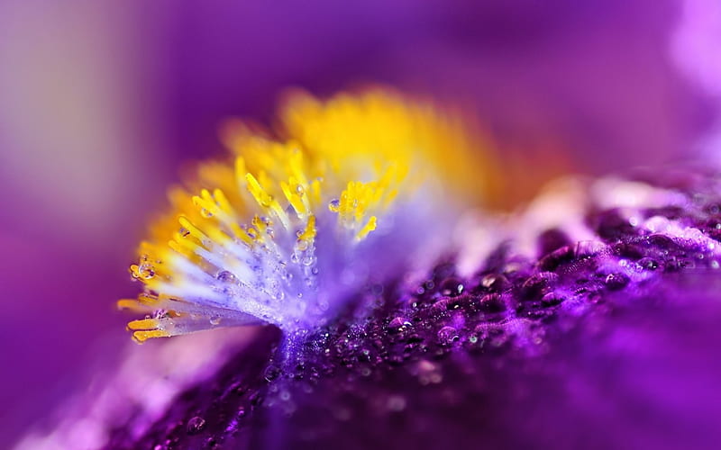 Iris, purple, water drops, macro, flower, dew, yellow, HD wallpaper