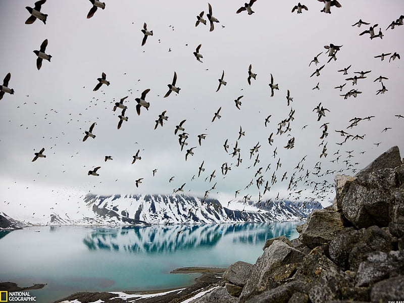 Dovekies in Svalbard , arctic, dovekies, graphy, wildlife, svalbard, HD wallpaper