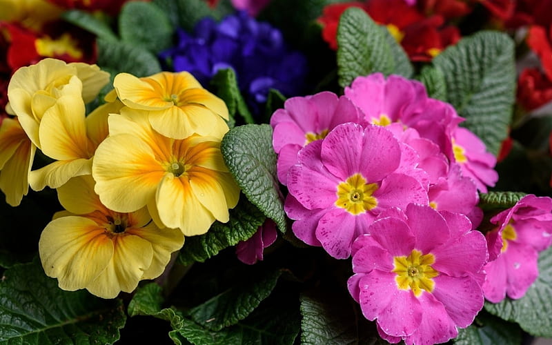 Colorful Primrose, primrose, purple, flowers, yellow, nature, petals, HD wallpaper