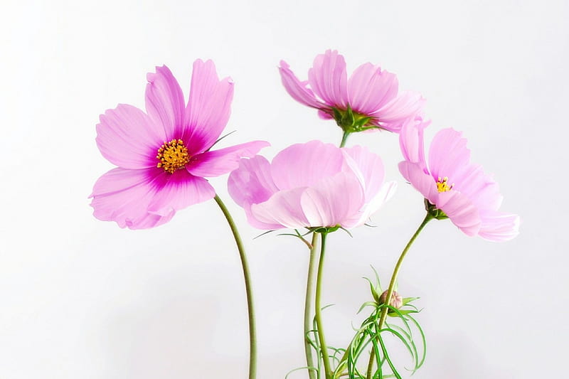 Flowers for You! flowers, nature, pink, HD wallpaper | Peakpx