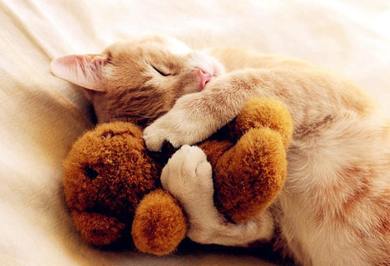 MY Teddy, cute, kitty, teddy, love, adorable, cat, HD wallpaper