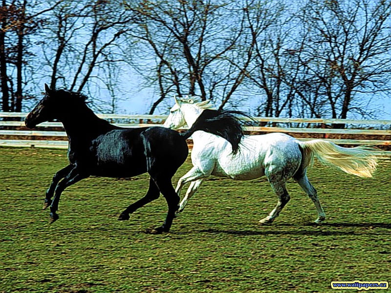 Black and white, stallion, cavalo, horse, animal, HD wallpaper