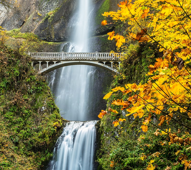 Bridge, path, plant, tree, waterfall, HD wallpaper | Peakpx