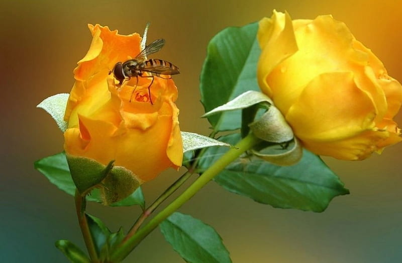Yellow Roses and a Wasp, insect, flowers, rose, macro, HD wallpaper