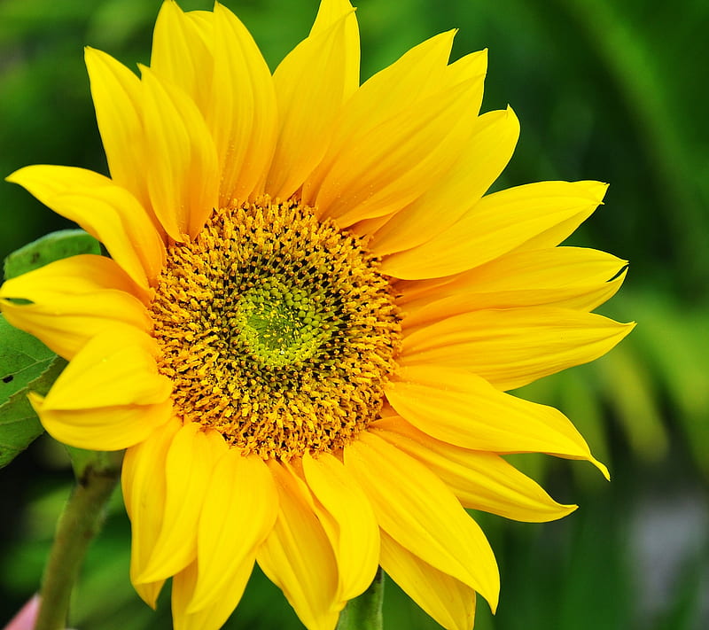ZTE Sunflower, default, flower, helianthus, stoche, yellow, HD wallpaper