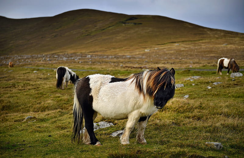 Ponies graze ly on the Island of Foula, Scotland, Foula, Scotland, Graze, Ponies, Island, HD wallpaper