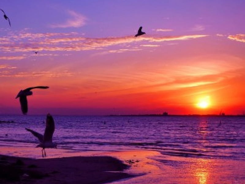 SUNSET FLIGHT, oceans, sun, silouettes, sky, days end, sea, seabirds, beaches, purple, horizons, sealife, gulls, HD wallpaper