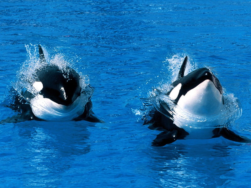 treading water killer whale-Animal, HD wallpaper