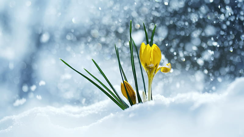Flowers, Crocus, Snow, Yellow Flower, HD wallpaper