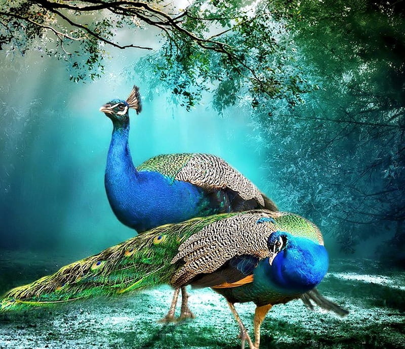 Beautiful Peacocks, pretty, Peacock, Painting, Nature, HD wallpaper