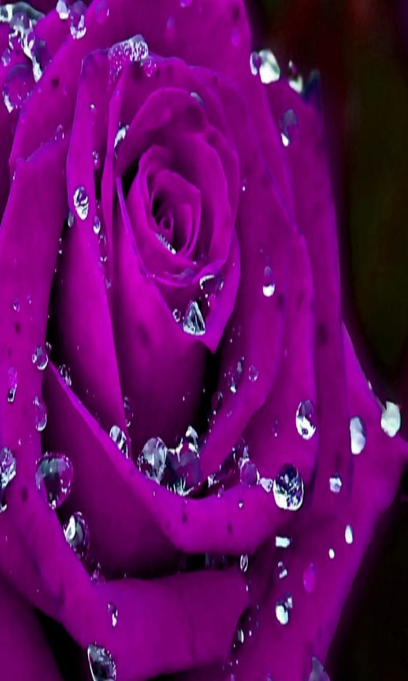 purple rose, flower, love, natural, nature, new, nice, romantic, HD phone wallpaper