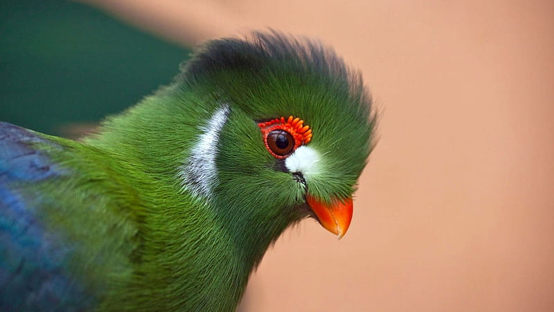 Turaco, bird, green, orange, pasare, HD wallpaper