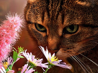 Palabras clave de fondo de pantalla: gato que huele flores | Peakpx Palabras clave de fondo de pantalla: gato que huele flores | Peakpx