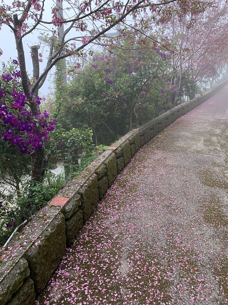 trees, flowers, petals, road, aesthetics, HD phone wallpaper