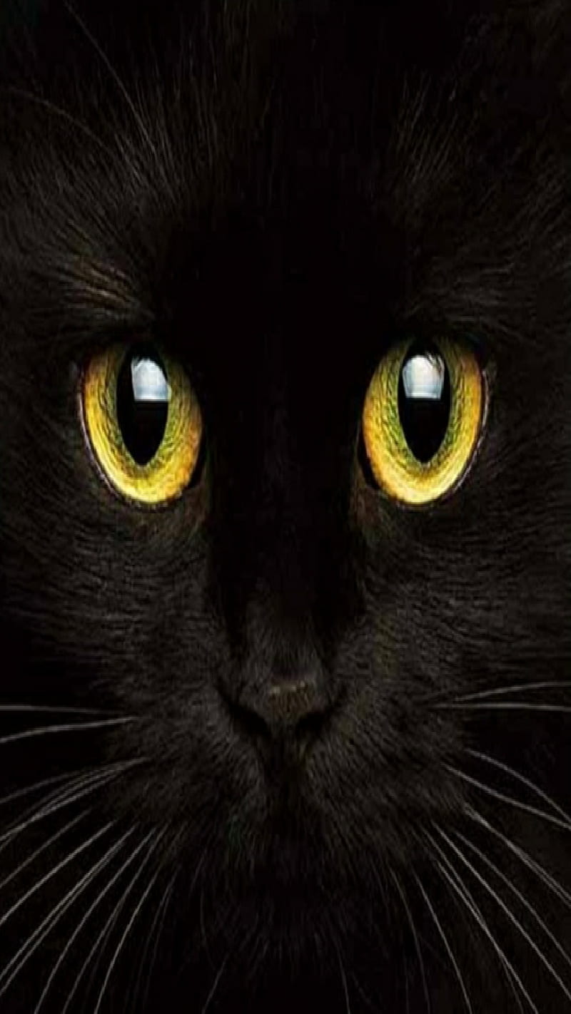 Golden, black, cat, eyes, gold, kitty, HD phone wallpaper