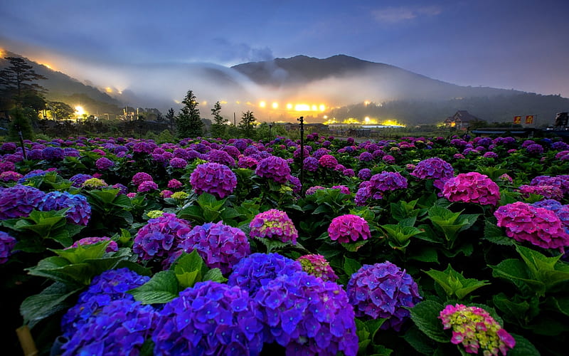Flowers landscape, Light, Hydrangea, Spring, Fog, Flowers, Hills, HD wallpaper