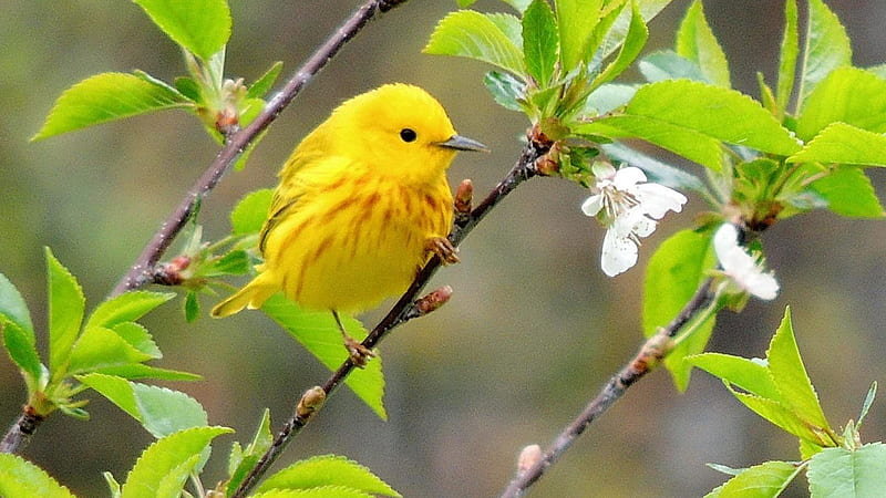 Yellow Warbler Bird Is Standing On Tree Branch Stalk With Green Leaves Birds, HD wallpaper