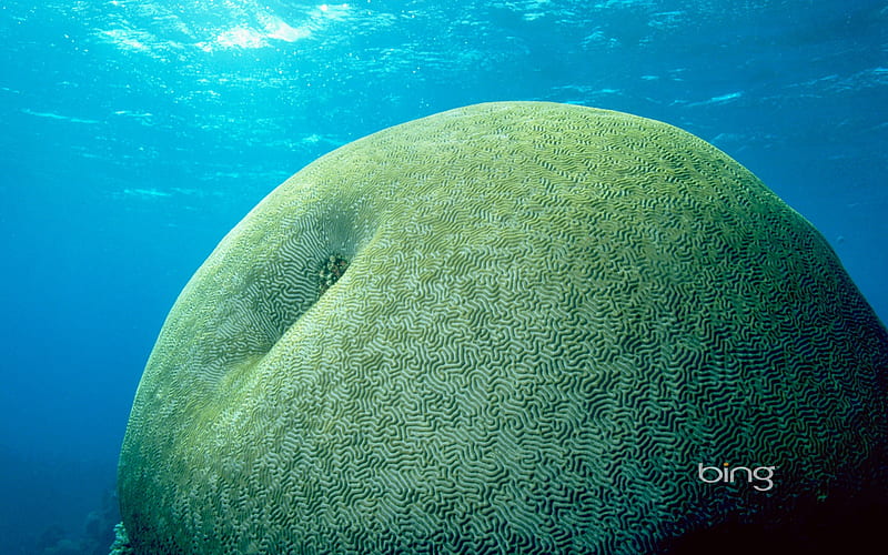Undersea green apple which is the brain coral reef, HD wallpaper