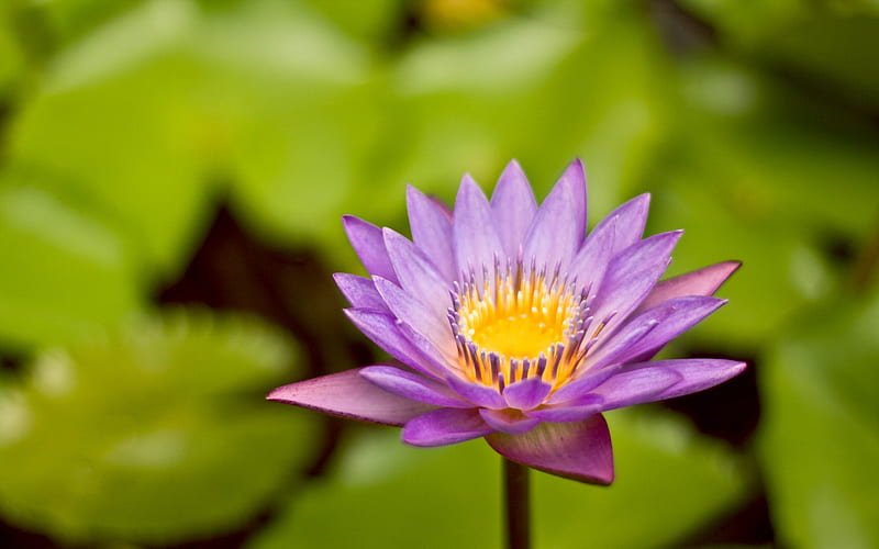 Purple Lotus-Life because of you beautiful, HD wallpaper