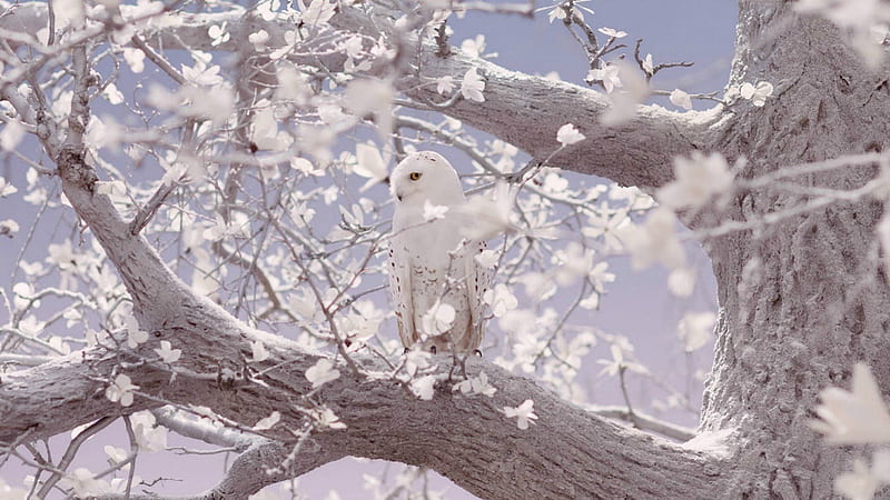 White Snowy Owl, OWLS, BEAUTY, NATURE, BIRDS, HD wallpaper