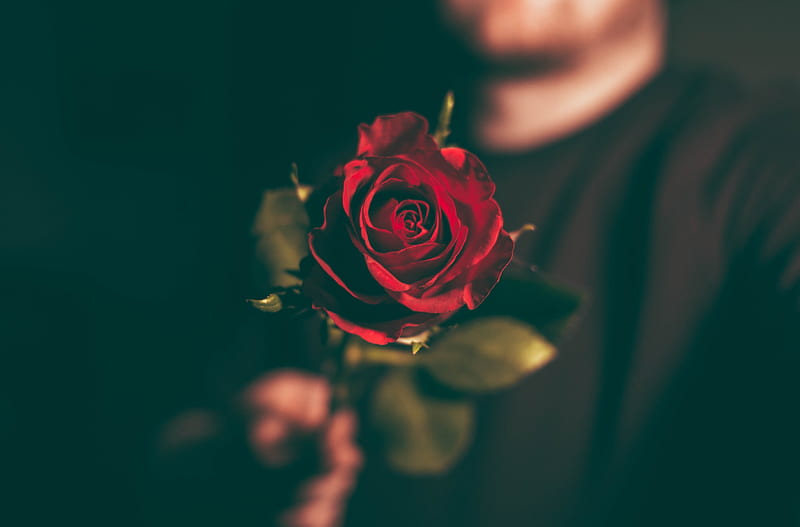A rose for you ❤, Love, Red, One, Rose, Flowers, HD wallpaper