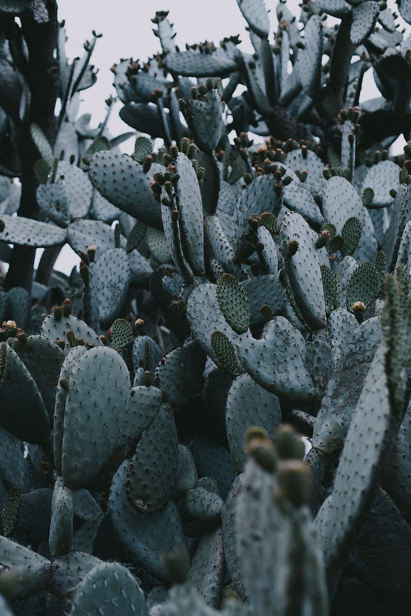 cactus, needles, plant, spines, HD phone wallpaper