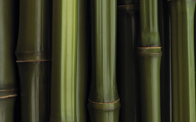green bamboo trunks, close-up, bambusoideae sticks, macro, bamboo textures, green bamboo texture, bamboo canes, bamboo sticks, green wooden background, horizontal bamboo texture, bamboo, HD wallpaper