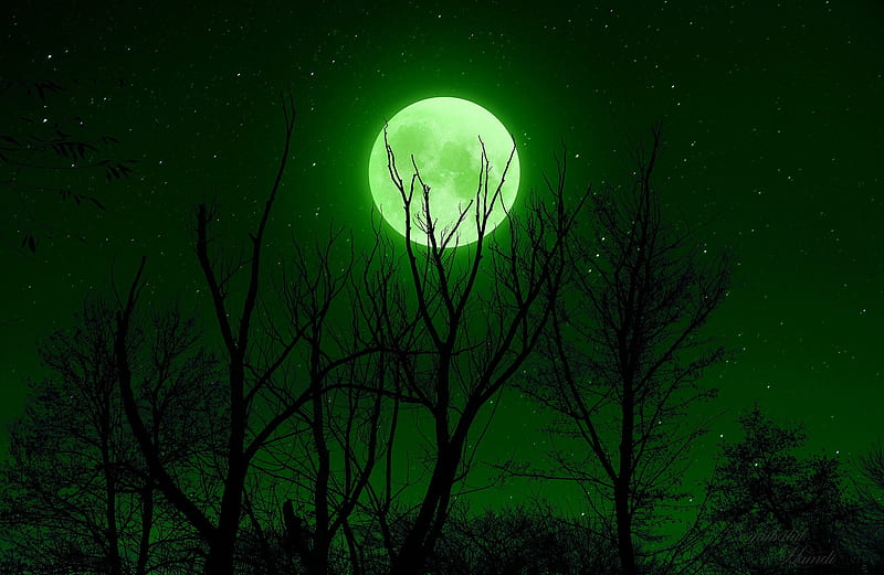 fullmoon, moon, sky, green, stars, trees, night, HD wallpaper