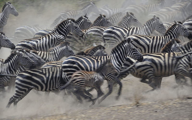 tanzania, zebra, savannah, herd, HD wallpaper