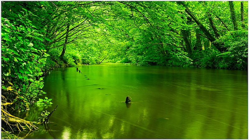 Green River, forest, quiet, shine, smooth, trees, leaves, water, green,  dark, HD wallpaper | Peakpx