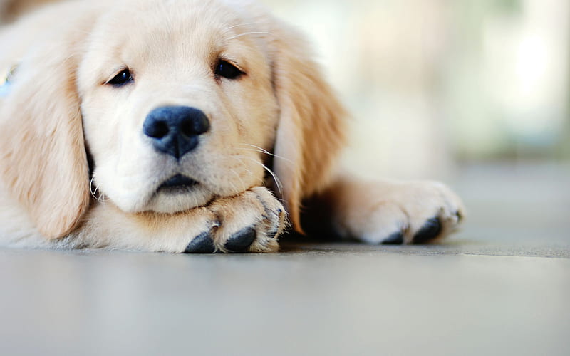 golden retriever puppies, retriever, small labrador, cute puppies, pets, labradors, HD wallpaper