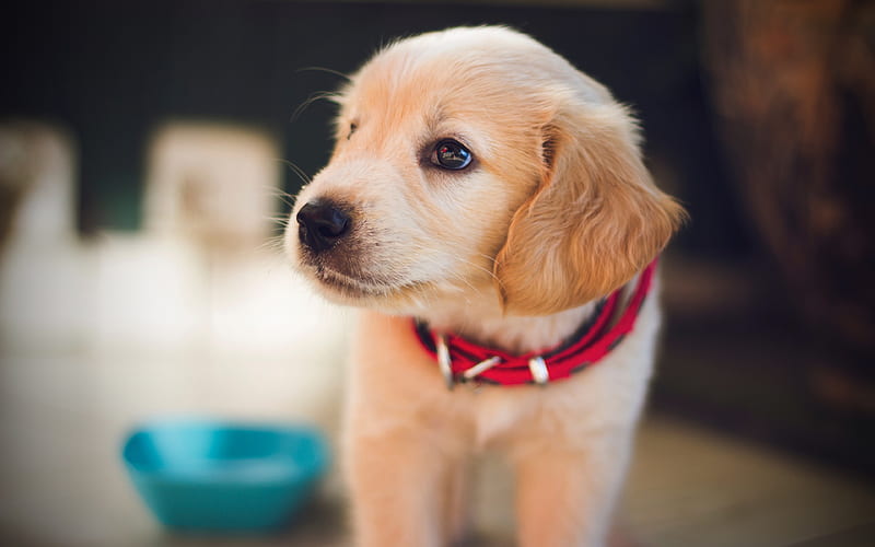 labrador, puppy, retriever, pets, labradors, cute animals, golden retriever, HD wallpaper